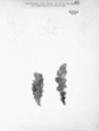 Phyllosticta cirsii image